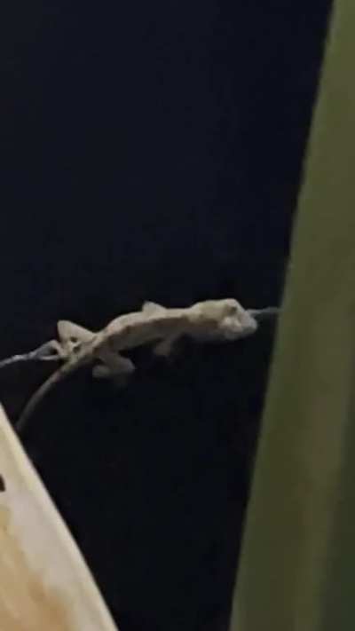 baby dinosaur