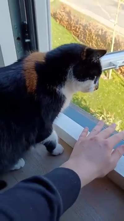 CatsBeingCats