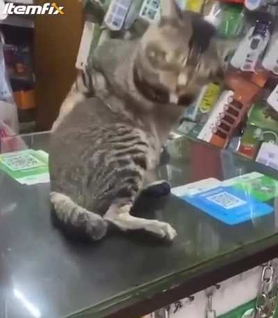 Cat pets itself