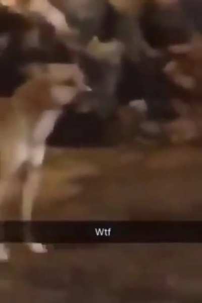 Dog