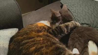 My cat Ginger says goodbye to her friend Romeo.
