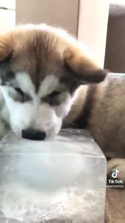 I can&rsquo;t get over the snoot indent in the ice 🧊