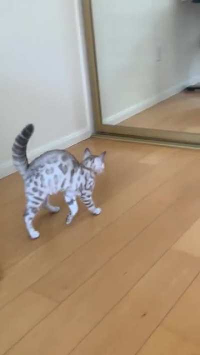 Meet Yuri. His first day home 🥹