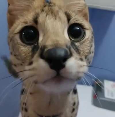 &lsquo;Wah&rsquo;nkus
