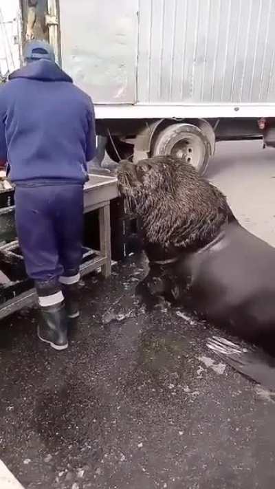 Nice mane.