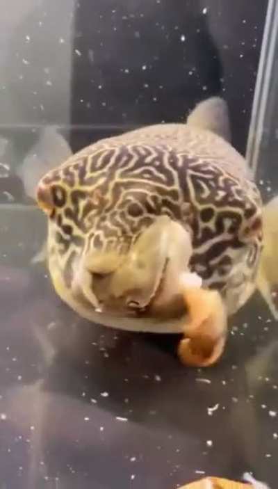 To coexist with a puffer fish