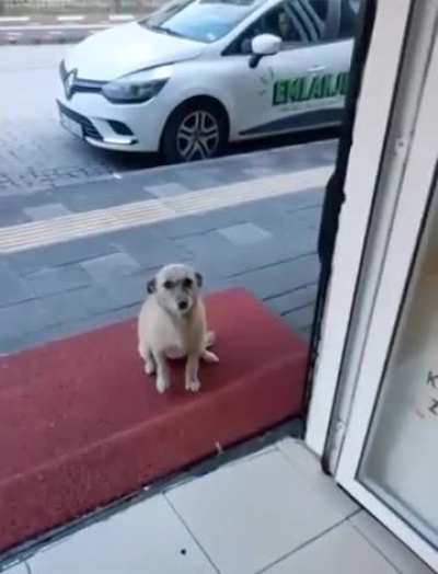 This Turkish butcher looks after stray dogs that visit his shop.