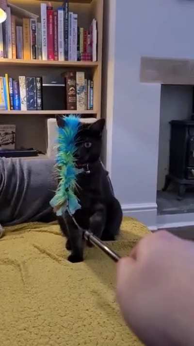 Cat.exe has stopped working.