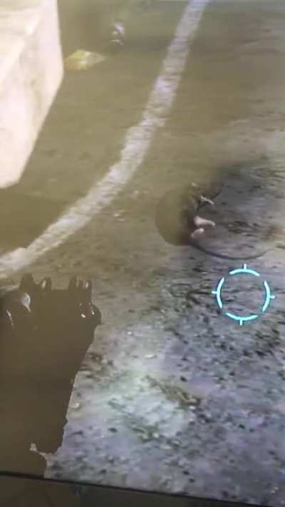 Halo 3 rat.