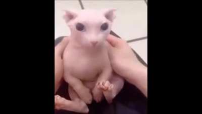 Gato