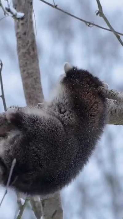 🔥Raccoons are nocturnal animals and sleep during the day. They sleep in all sorts of places from trees to holes in the ground and even in abandoned sheds and cars