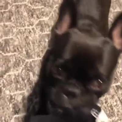 play with me please ( puppy eyes )