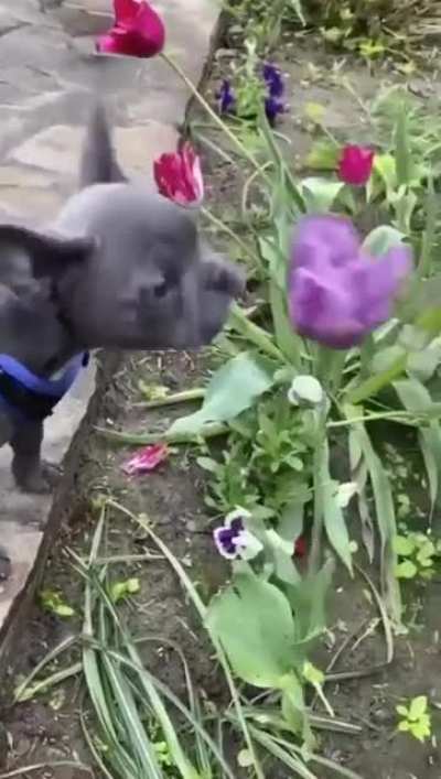 Flower boy