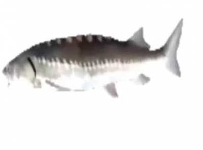 Feesh😳