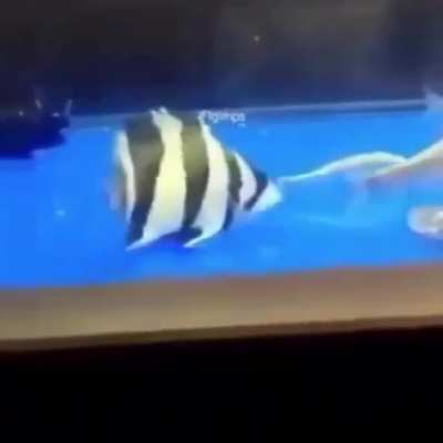 Fishy