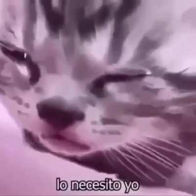 se&ntilde;oreas y se&ntilde;ores, me siento de la perra