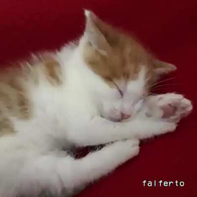 asies familia, me traen la choco
