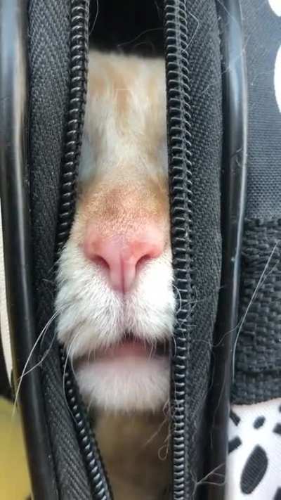 She whisper yells.