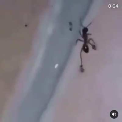 Formiga de tenis