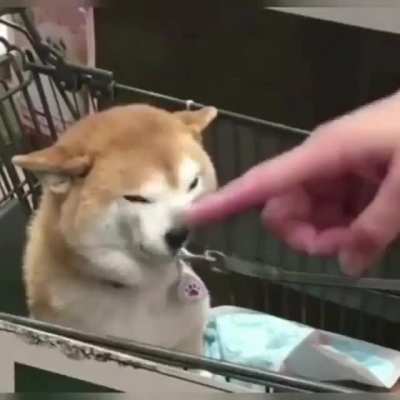 Pal, pal
