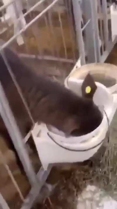 Wtf?