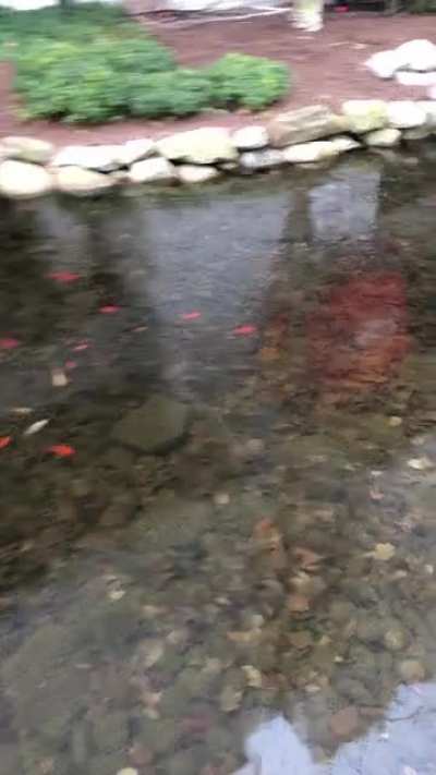 What does Northeastern do with the koi fish in the winter?? They&rsquo;re frozen rn