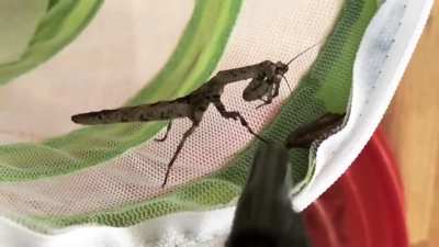 to catch the moth