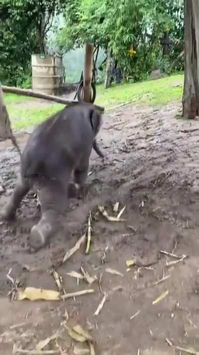 A muddy little sploot!