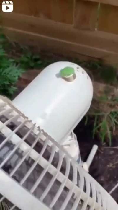 Caption this froggy