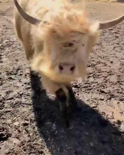 !!!Watch out for the angry stampeding bu... Oh, they just want a snack