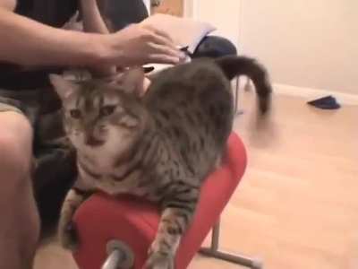 Every cat's dream