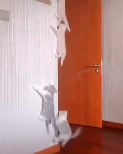 Cat.