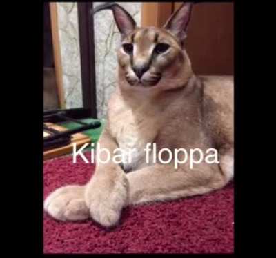 Flop&ccedil;u