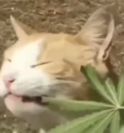 Котэ 420