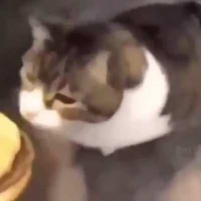 Cheese Burger 🐈