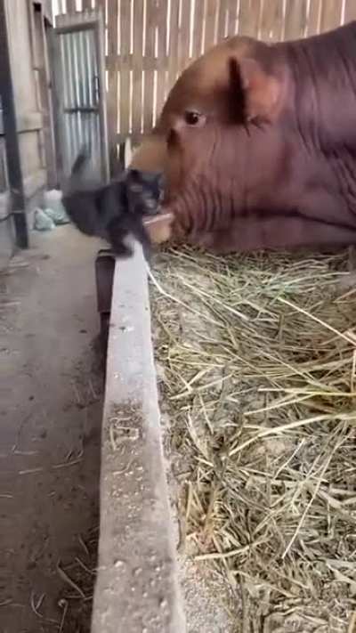 Гни свою линию