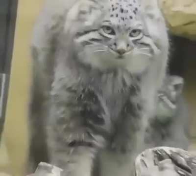 InnOcEnt CaT GeTs trANsFoRmEd intO FuCkinG HeCtAPod aLiEN