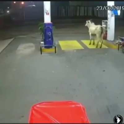O boi só tava tentando reabastecer o chifre