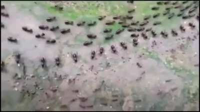 Truce between termites (top) and ants(bottom) with each side having their own line of guards.