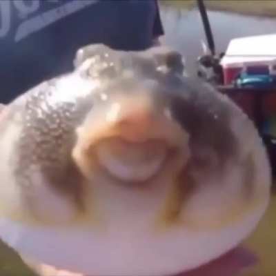 Gu gu rule