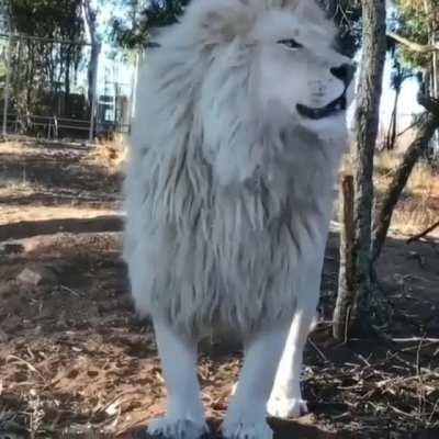 A white lion