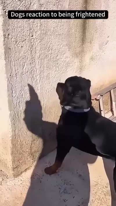 eVIL hUMan beAts HiS DOg