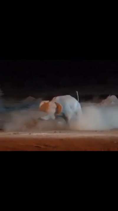 Elephant vs Rhino