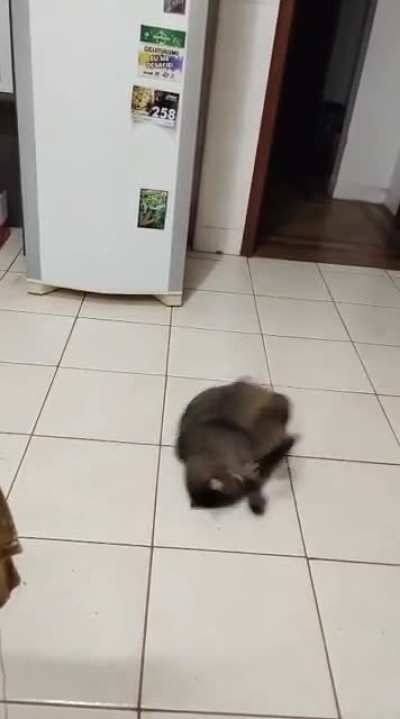 My cat chasing his tail