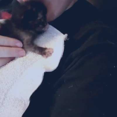 Tiny noisy biscuits