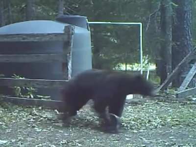Bear takes one straight to the balls. has to walk it off