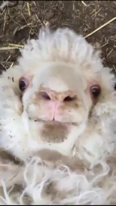 Sheep go like so