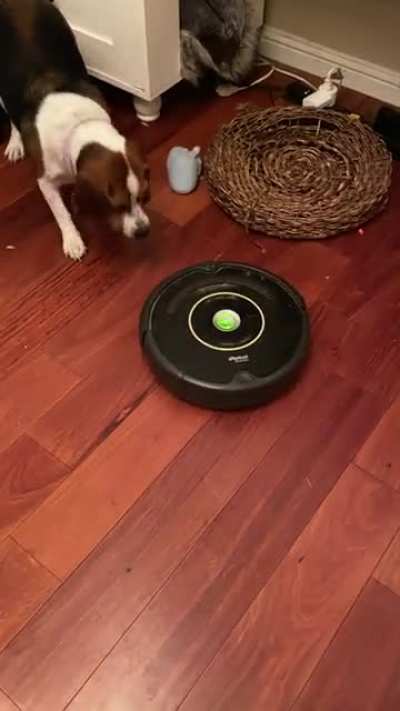 She makes it incredibly difficult for the Roomba to do it&rsquo;s job.