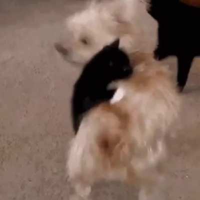 Cat.