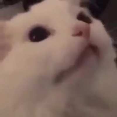 Nyan?